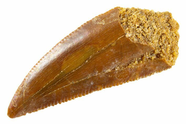 Serrated Raptor Tooth - Real Dinosaur Tooth #347029
